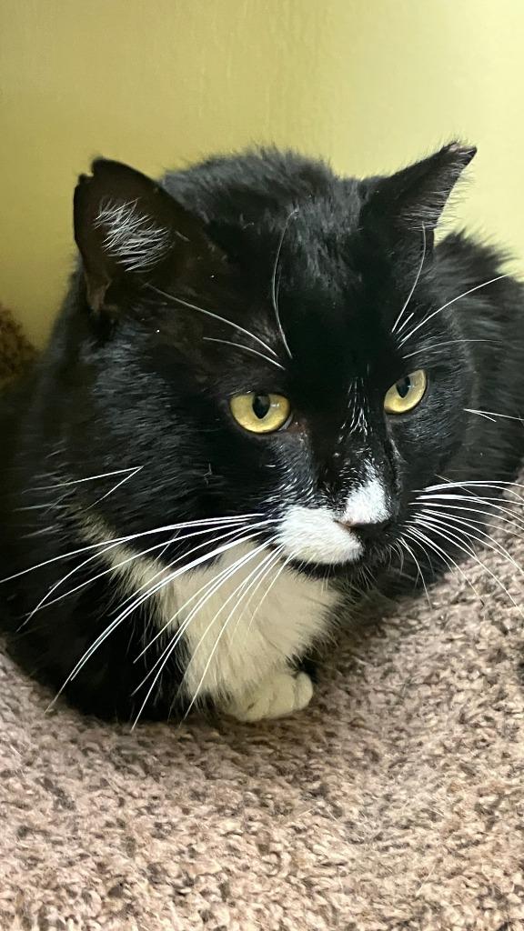 Lipp, Adoptable, Young Male Domestic Short Hair.