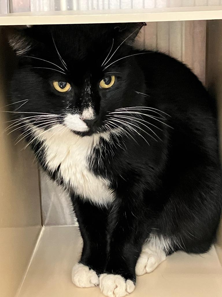 Lipp, Adoptable, Young Male Domestic Short Hair.