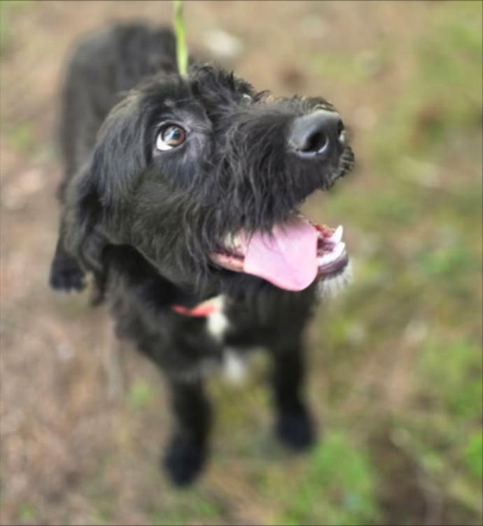Beverly, a Adoptable Schnauzer in Thompson Falls, MT image 1/3