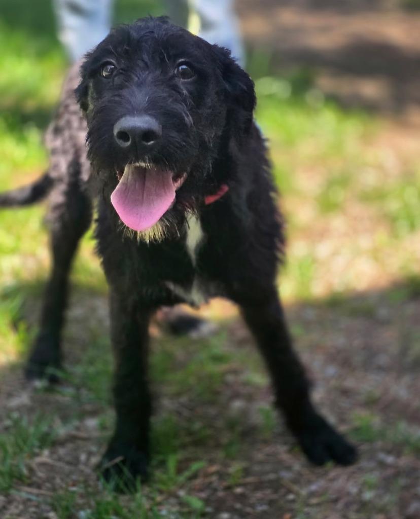 Beverly, a Adoptable Schnauzer in Thompson Falls, MT image 2/3