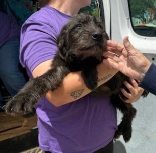 Beverly, a Adoptable Schnauzer in Thompson Falls, MT image 3/3