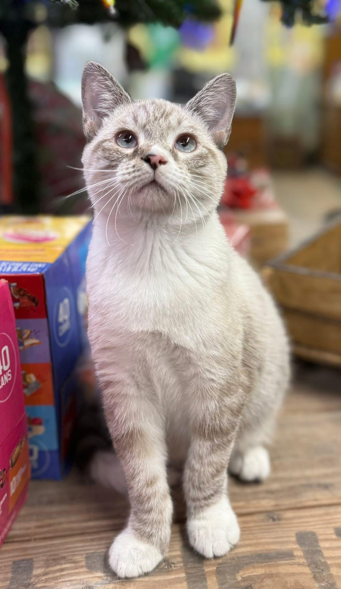 Enlarge Oscar Siamese kitten, an adopted mixed breed in Jackson, GA image 1/5