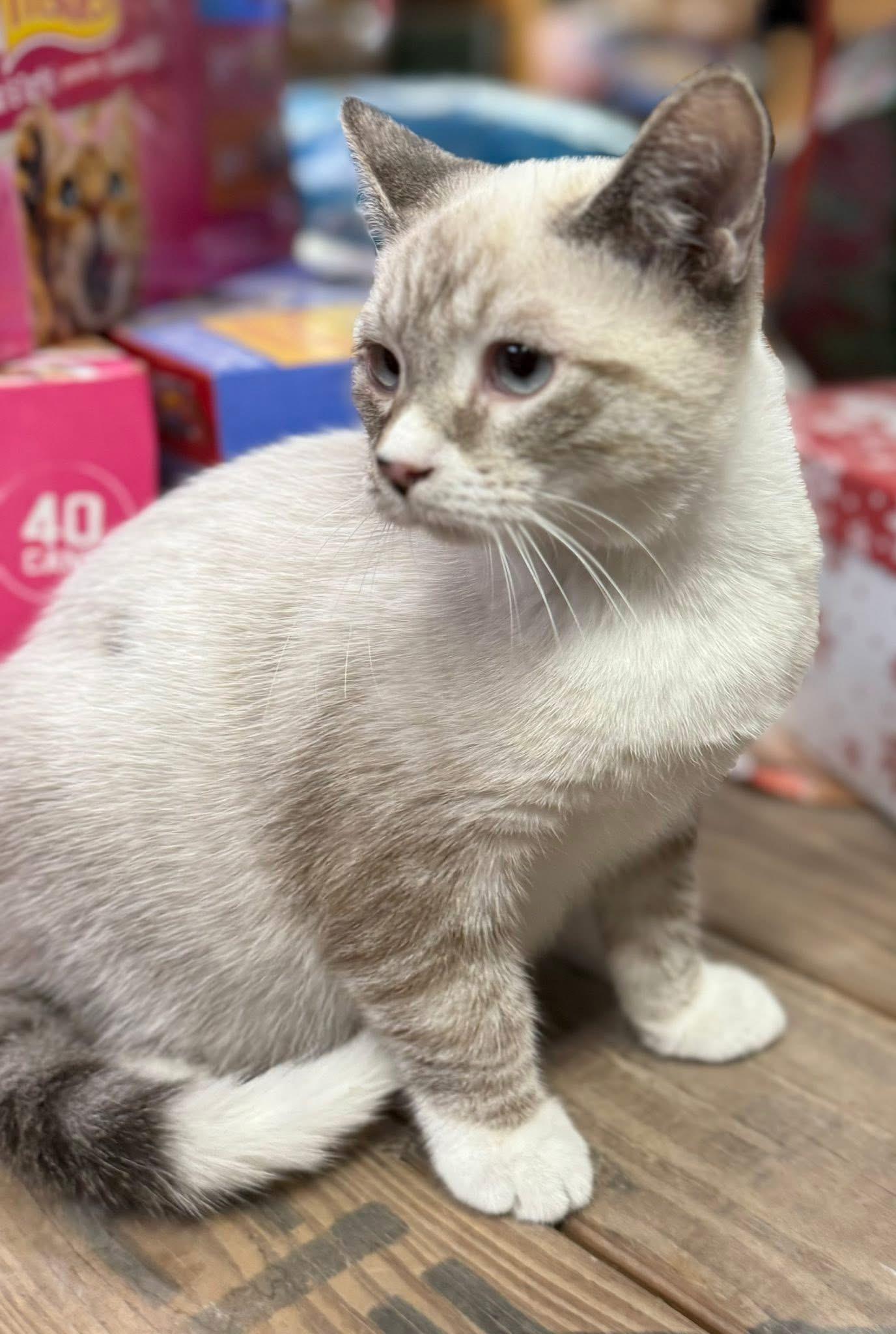 Enlarge Oscar Siamese kitten, an adopted mixed breed in Jackson, GA image 2/5