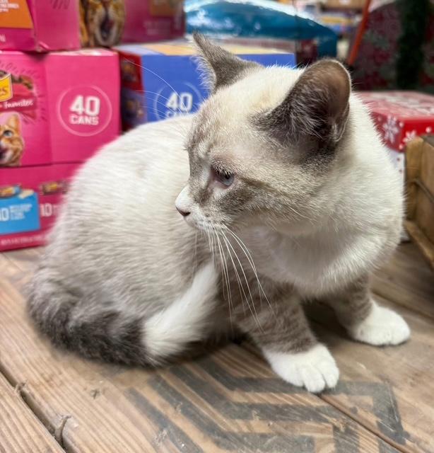 Enlarge Oscar Siamese kitten, an adopted mixed breed in Jackson, GA image 3/5