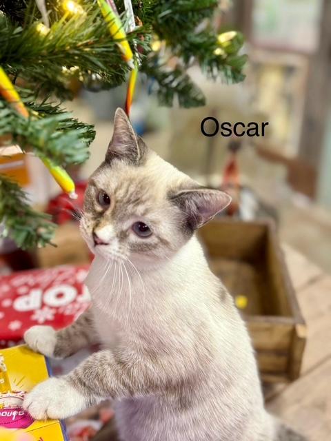 Enlarge Oscar Siamese kitten, an adopted mixed breed in Jackson, GA image 4/5