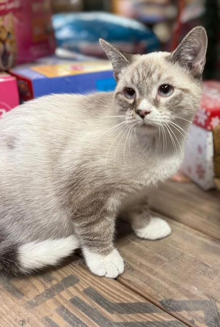 Enlarge Oscar Siamese kitten, an adopted mixed breed in Jackson, GA image 5/5