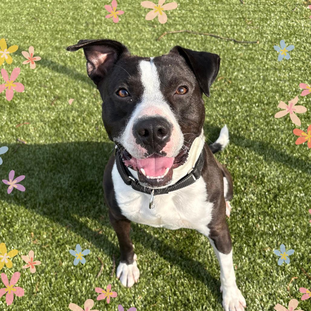 Enlarge Drako, a Adoptable mixed breed in Winston-Salem, NC image 1/6