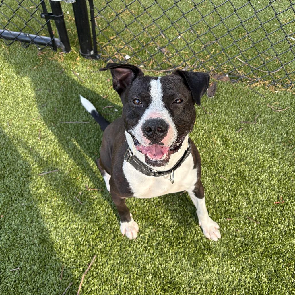 Enlarge Drako, a Adoptable mixed breed in Winston-Salem, NC image 2/6
