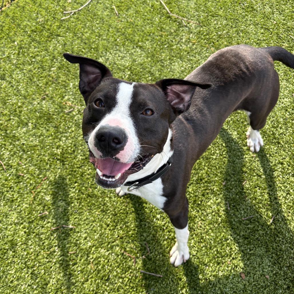 Enlarge Drako, a Adoptable mixed breed in Winston-Salem, NC image 3/6