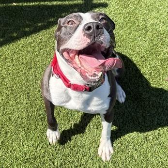 Enlarge Drako, a Adoptable mixed breed in Winston-Salem, NC image 4/6