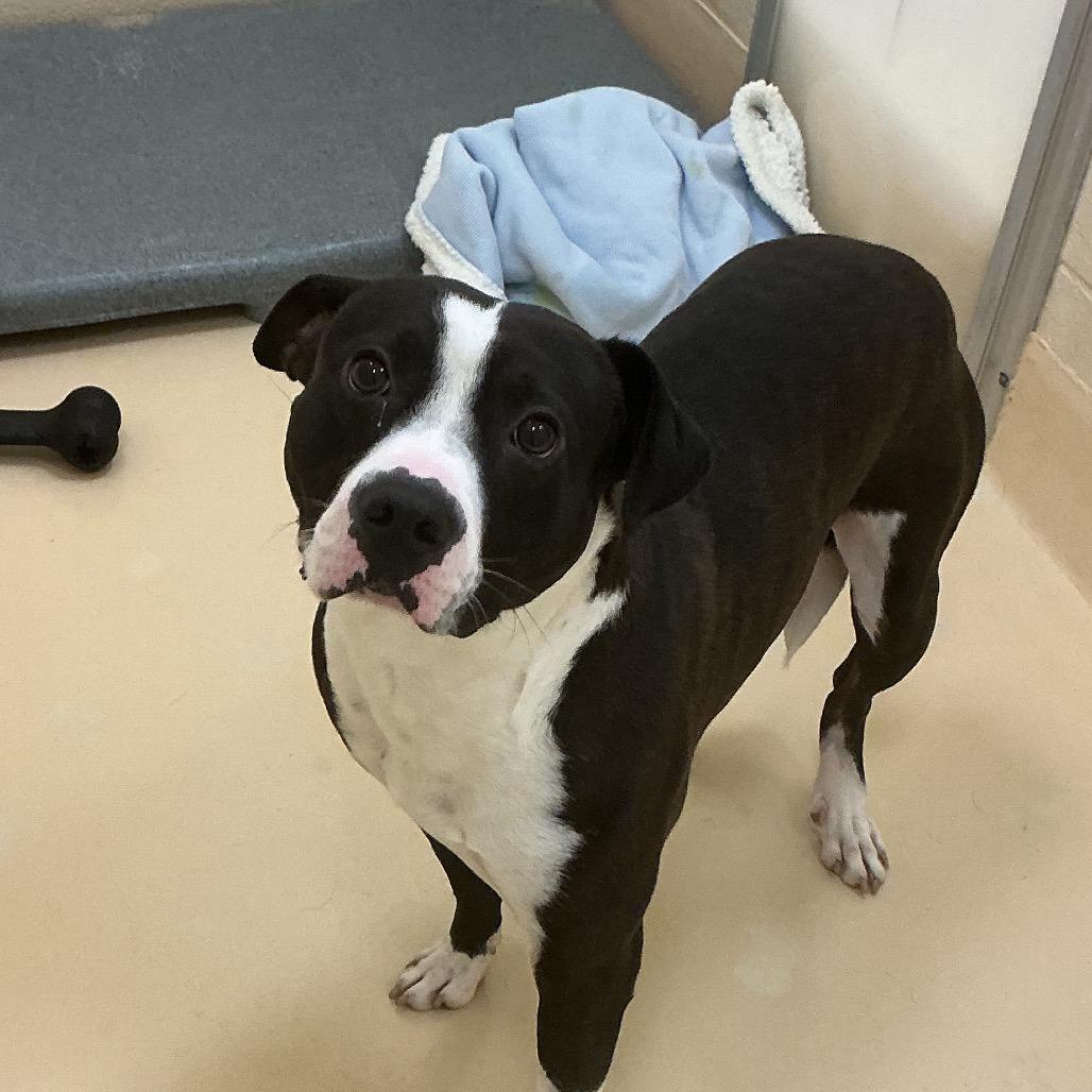 Enlarge Drako, a Adoptable mixed breed in Winston-Salem, NC image 5/6