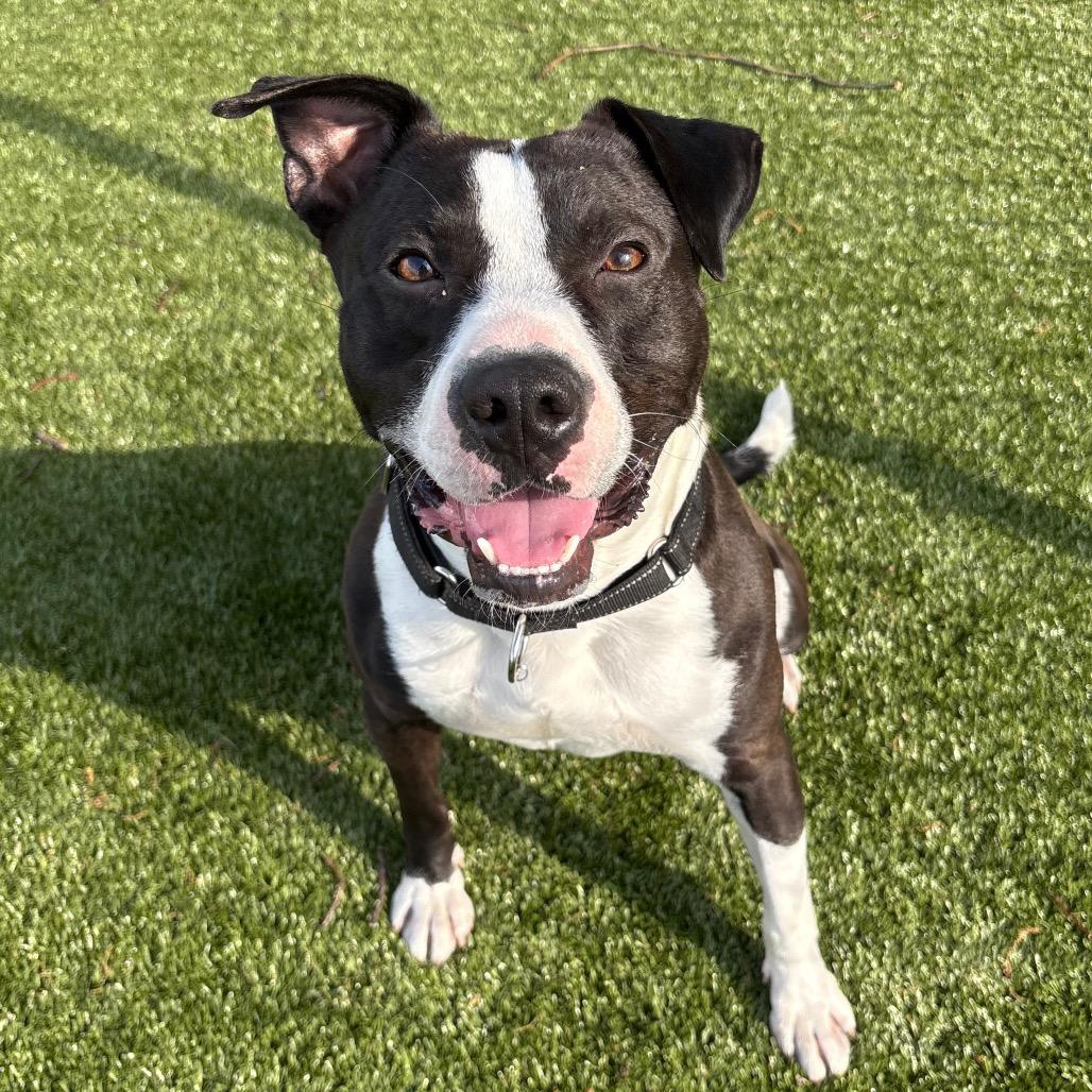 Enlarge Drako, a Adoptable mixed breed in Winston-Salem, NC image 6/6