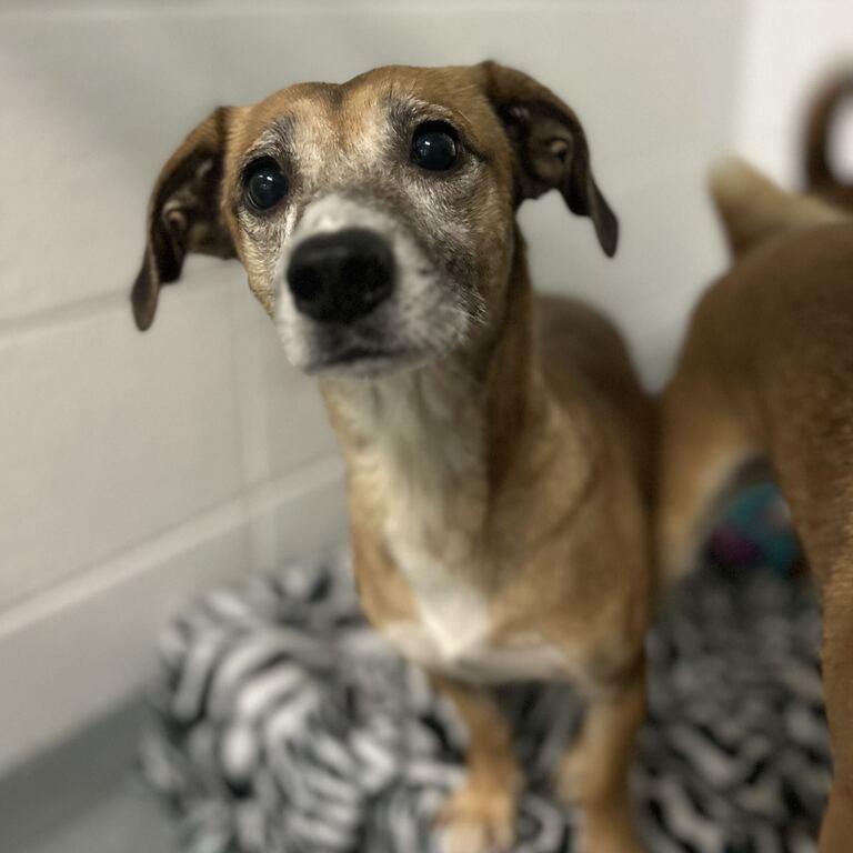 Pookie *My Adoption is Pending!*, Adoptable, Adult Female Dachshund & Chihuahua.