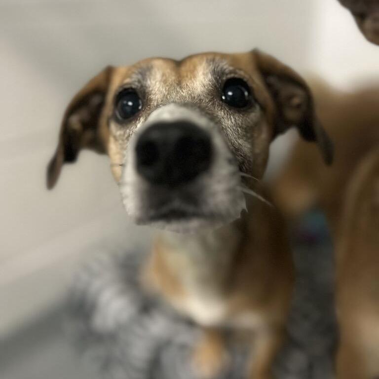Enlarge Pookie *My Adoption is Pending!*, a Adoptable mixed breed in Wappingers Falls, NY image 2/3