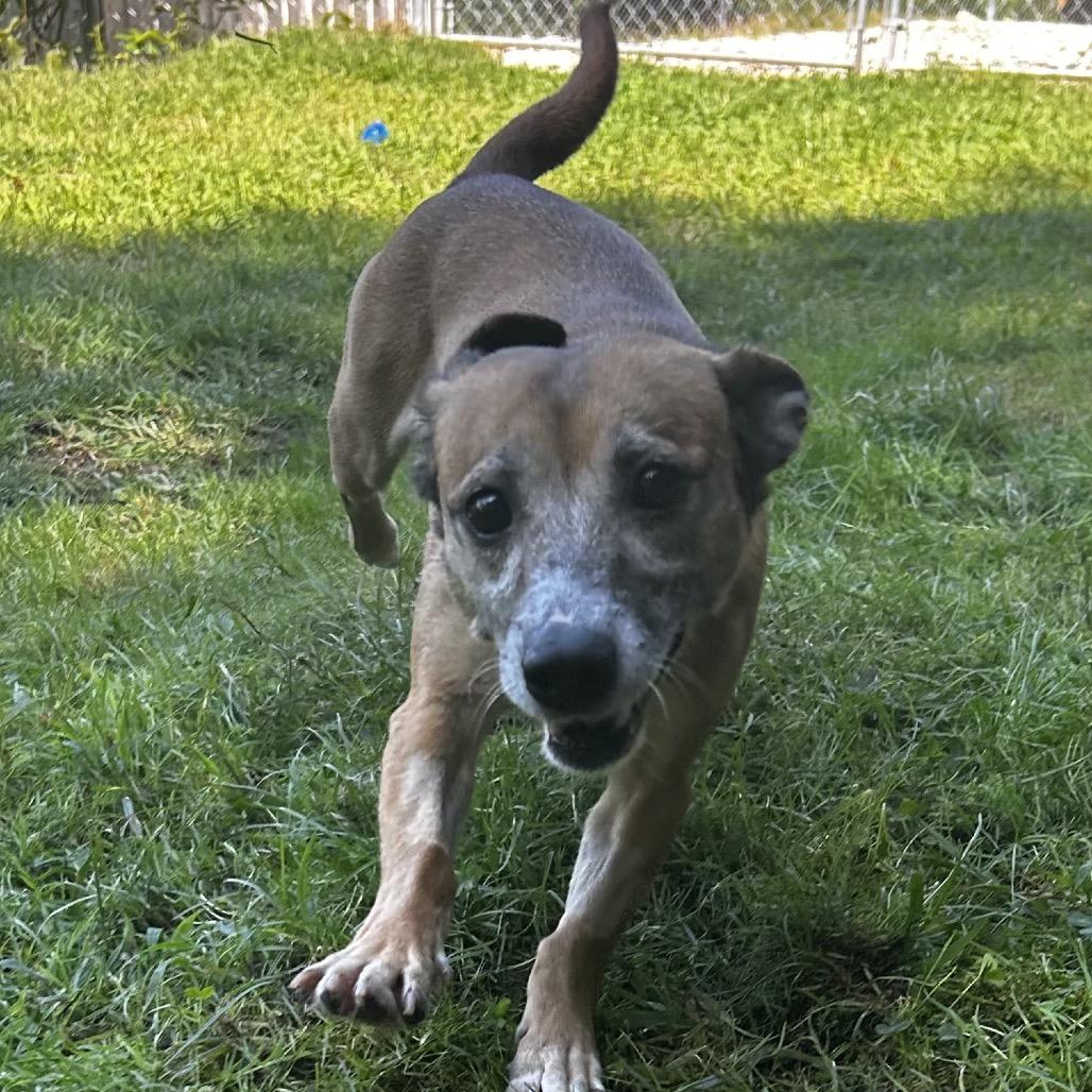Enlarge Pookie *My Adoption is Pending!*, a Adoptable mixed breed in Wappingers Falls, NY image 3/3