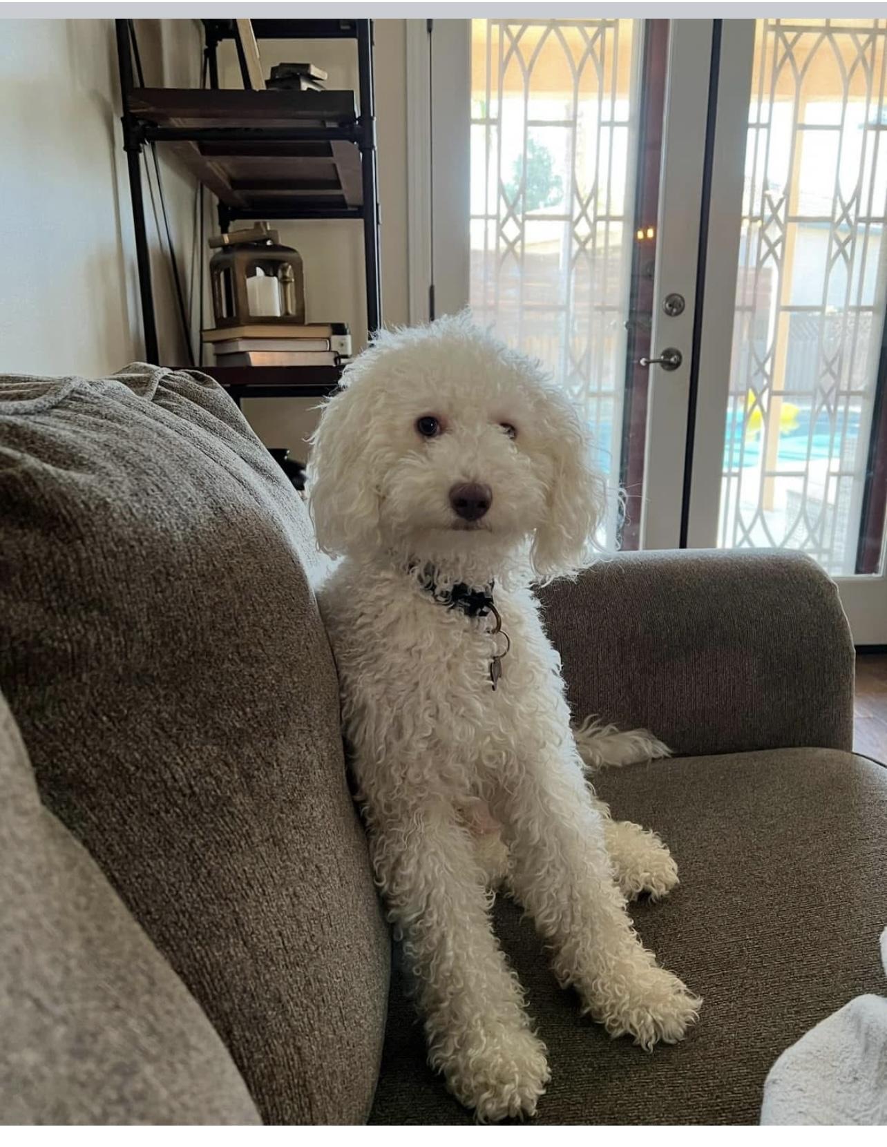 Enlarge Milo - The Precious Boy, an adopted Miniature Poodle in Rancho Cucamonga , CA image 1/5