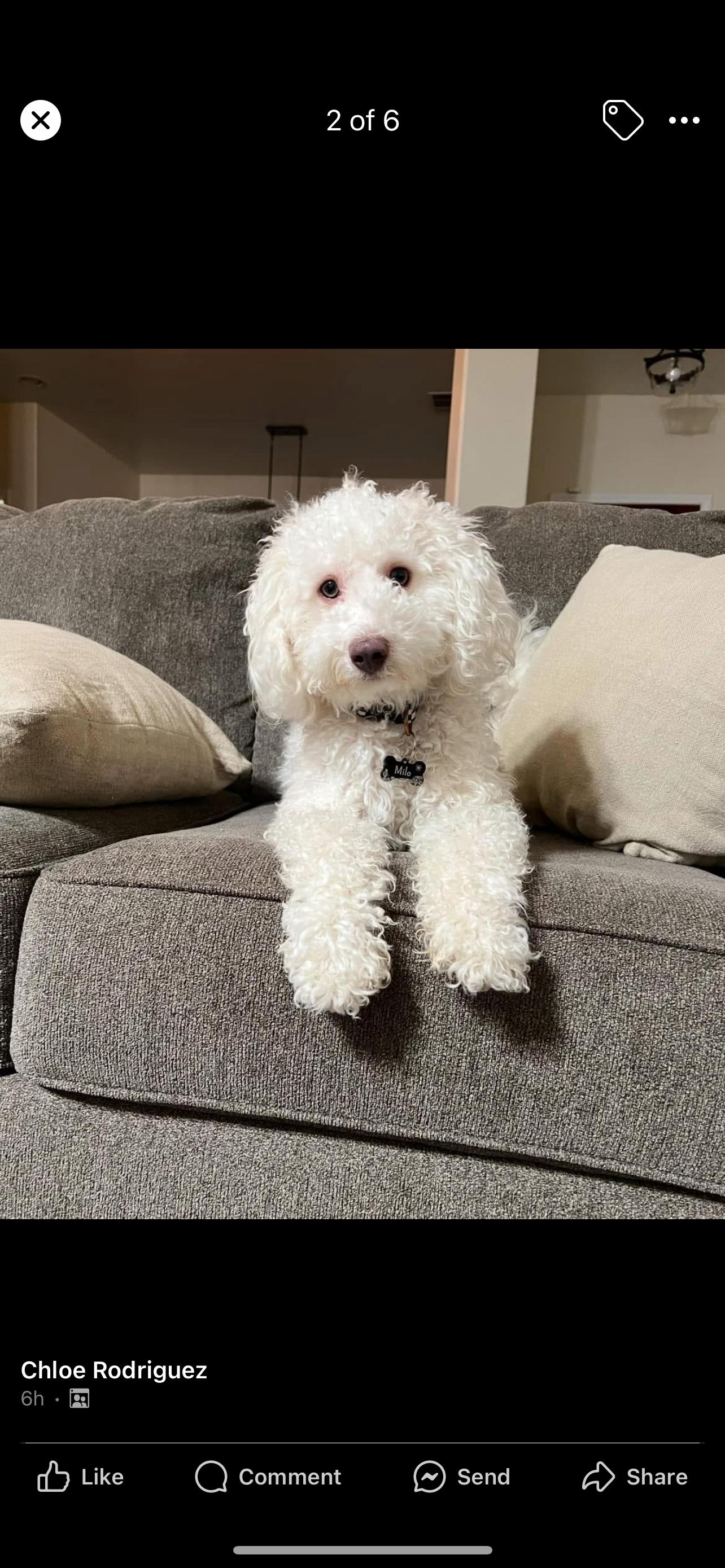 Enlarge Milo - The Precious Boy, an adopted Miniature Poodle in Rancho Cucamonga , CA image 3/5