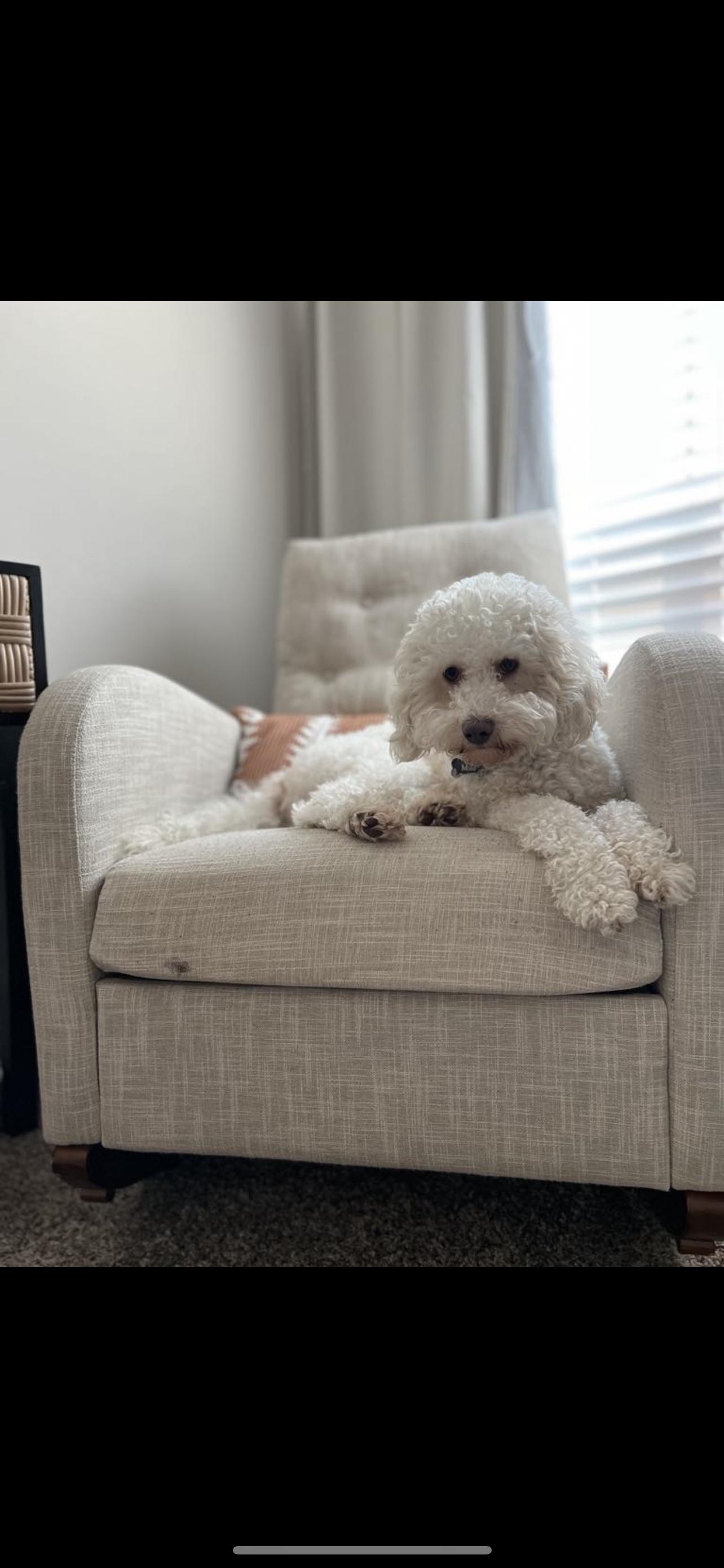 Enlarge Milo - The Precious Boy, an adopted Miniature Poodle in Rancho Cucamonga , CA image 4/5