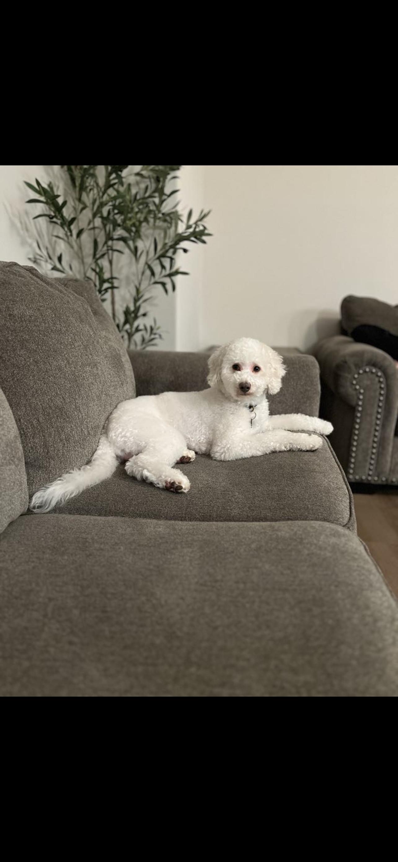 Milo  The Precious thumbnail 5