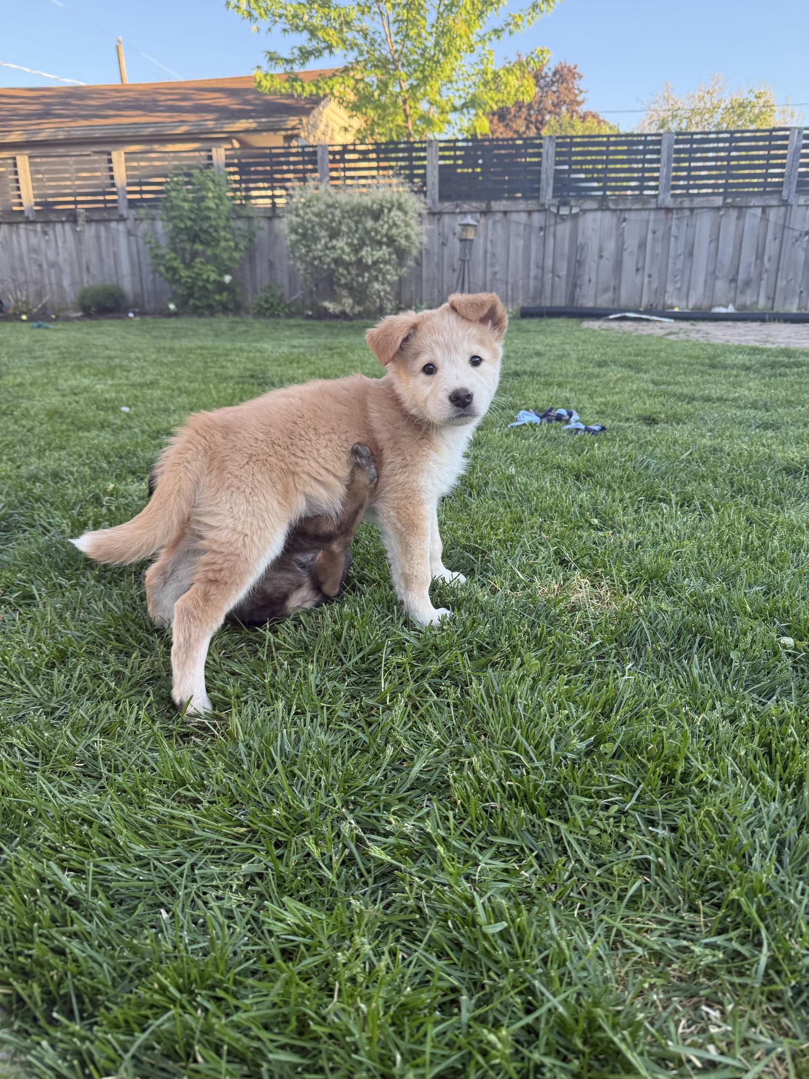 Perch, Adoptable, Puppy Female Shepherd & Great Pyrenees.