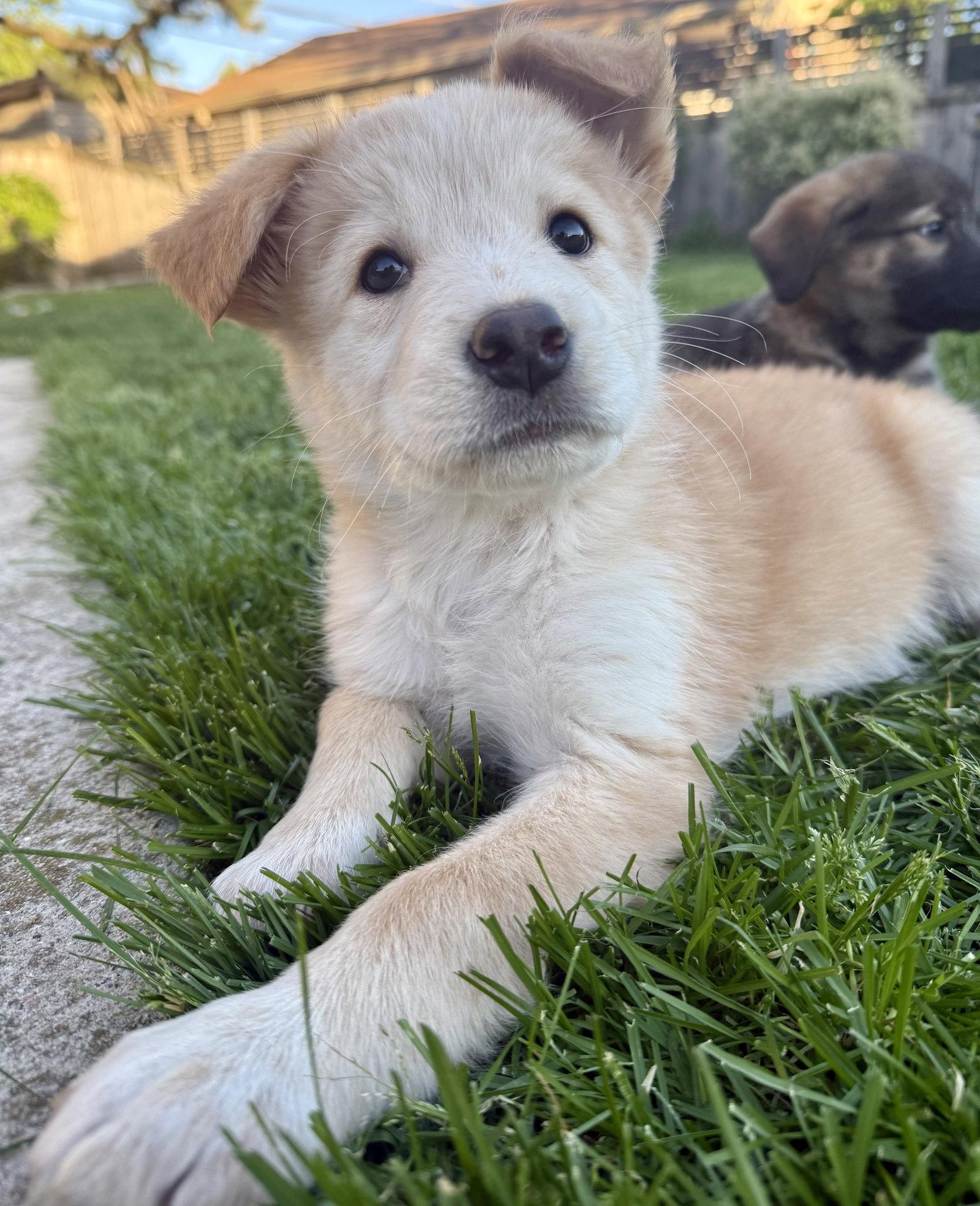 Enlarge Perch, a Adoptable mixed breed in Hillside, IL image 2/3