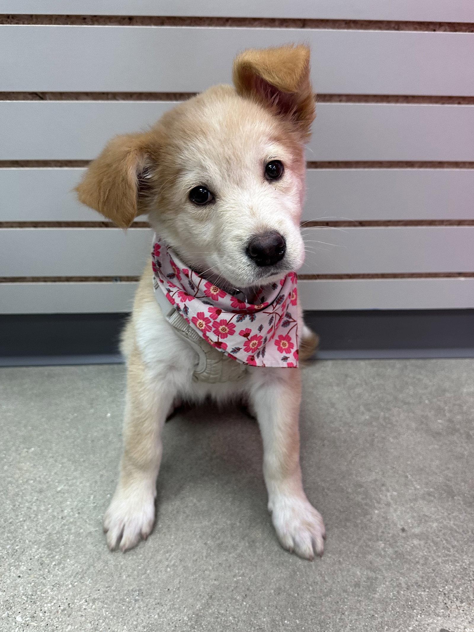 Enlarge Perch, a Adoptable mixed breed in Hillside, IL image 3/3