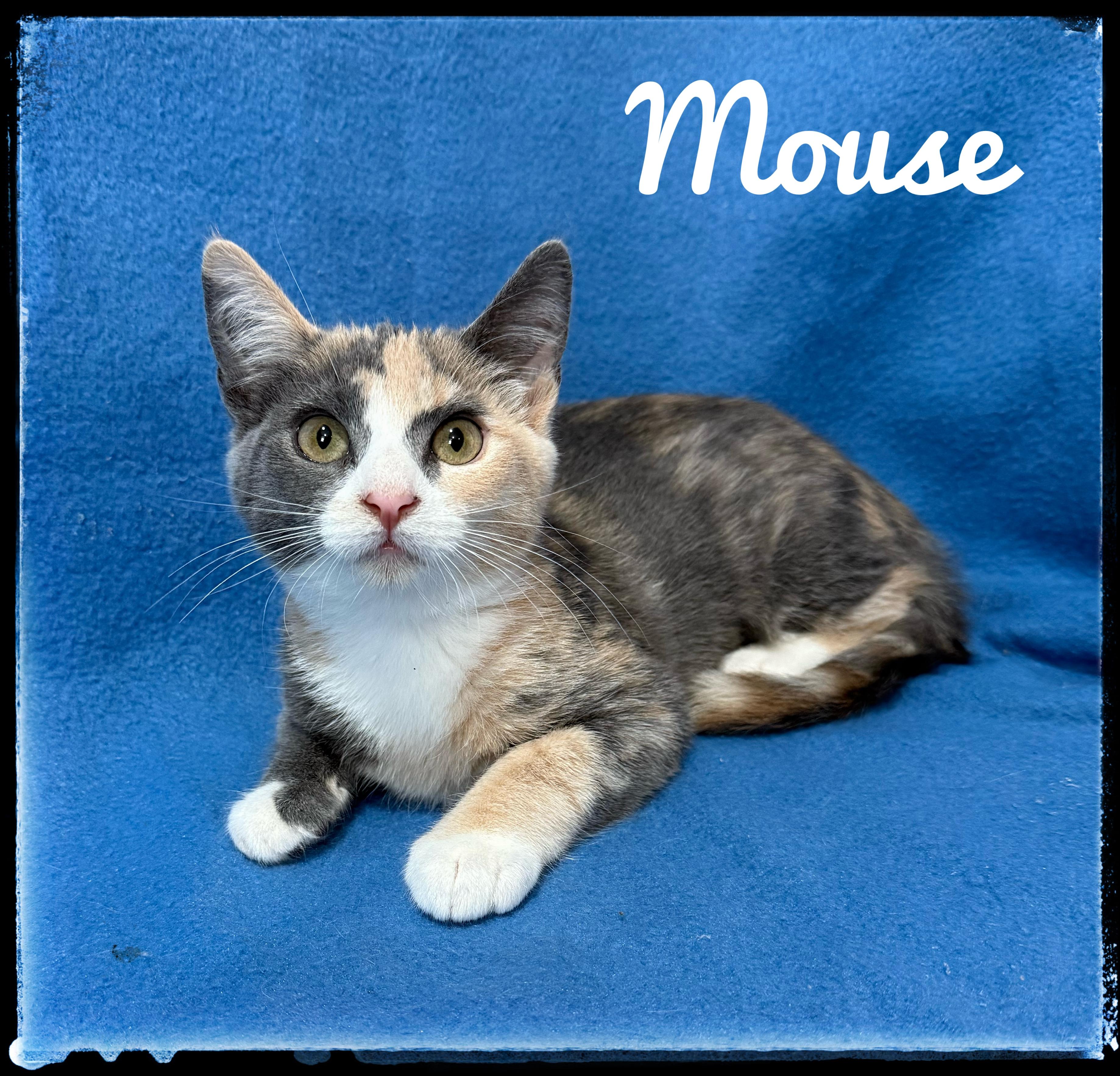 Enlarge Mouse, a Adoptable Domestic Short Hair in El Cajon, CA image 1/1