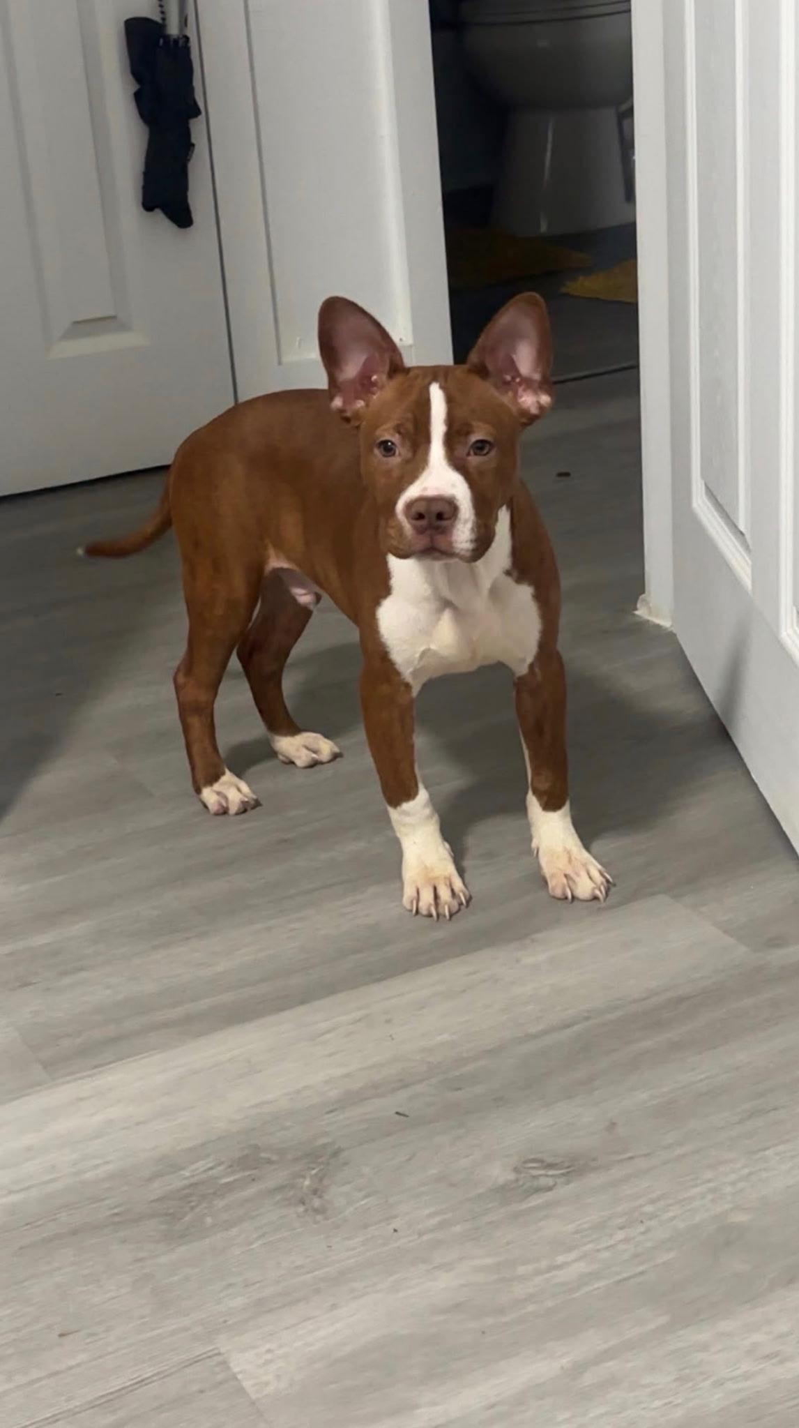 Bobo, Adoptable, Young Male American Staffordshire Terrier.