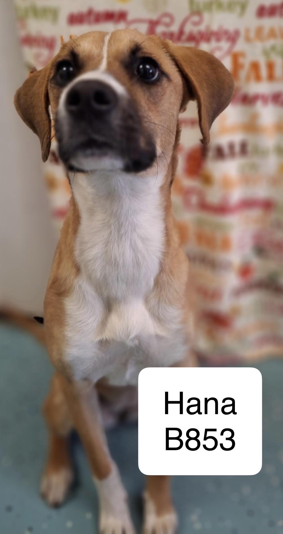 Hana, ADOPTABLE, Adult Female Boxer.