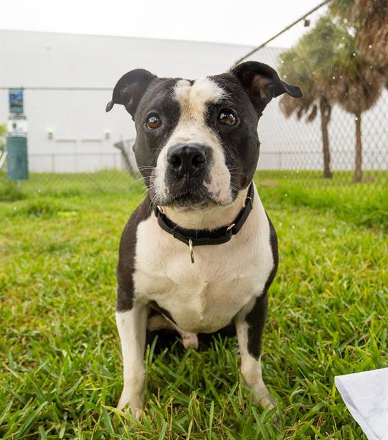 Enlarge FINN, a Adoptable mixed breed in Miami, FL image 1/1