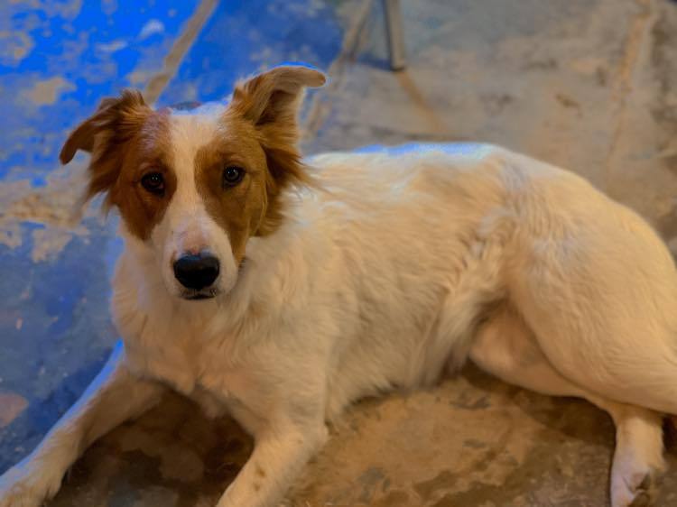Enlarge Lady, a Adopted Border Collie in Hagerman, NM image 1/4