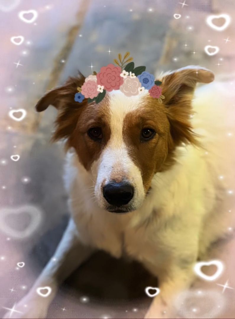 Enlarge Lady, a Adopted Border Collie in Hagerman, NM image 2/4