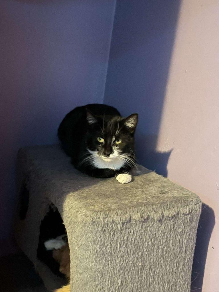 Houdini B&amp;W, Adoptable, Adult Female Domestic Short Hair.