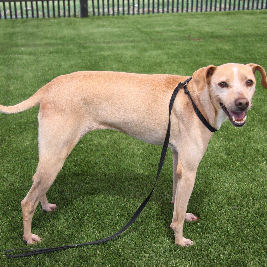 Enlarge Gus Gus, a Adoptable mixed breed in San Antonio, TX image 1/6