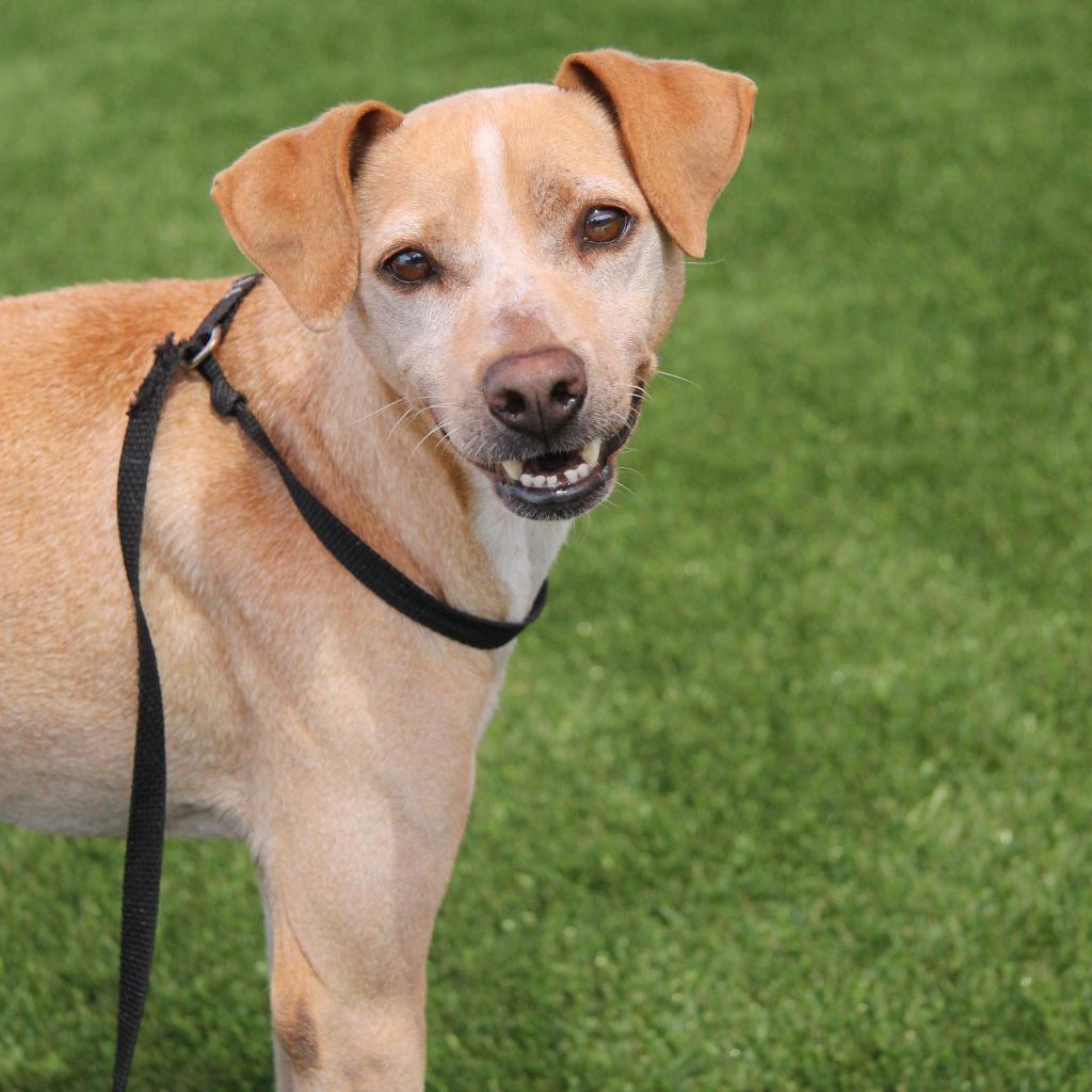 Gus Gus, Adoptable, Senior Female Shar-Pei.