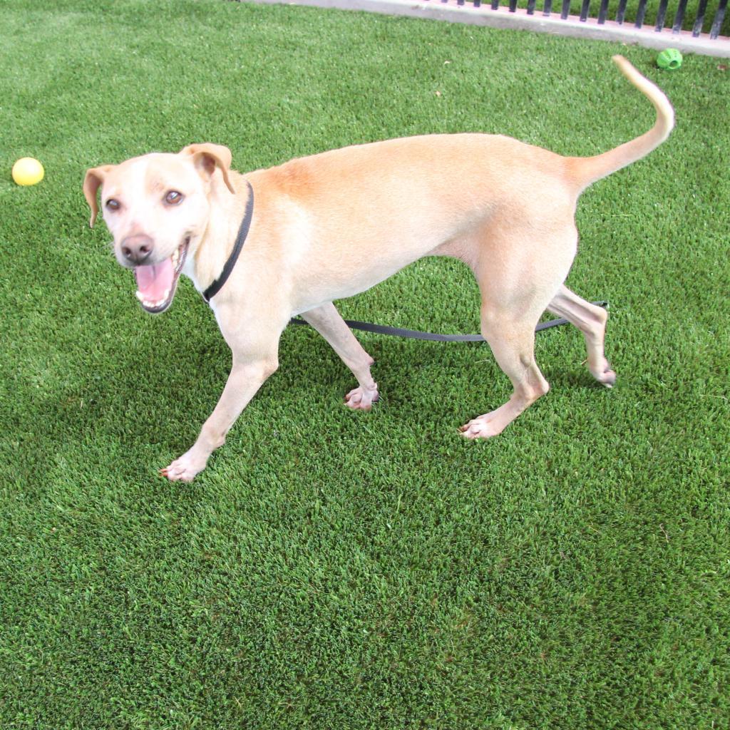 Enlarge Gus Gus, a Adoptable mixed breed in San Antonio, TX image 3/6