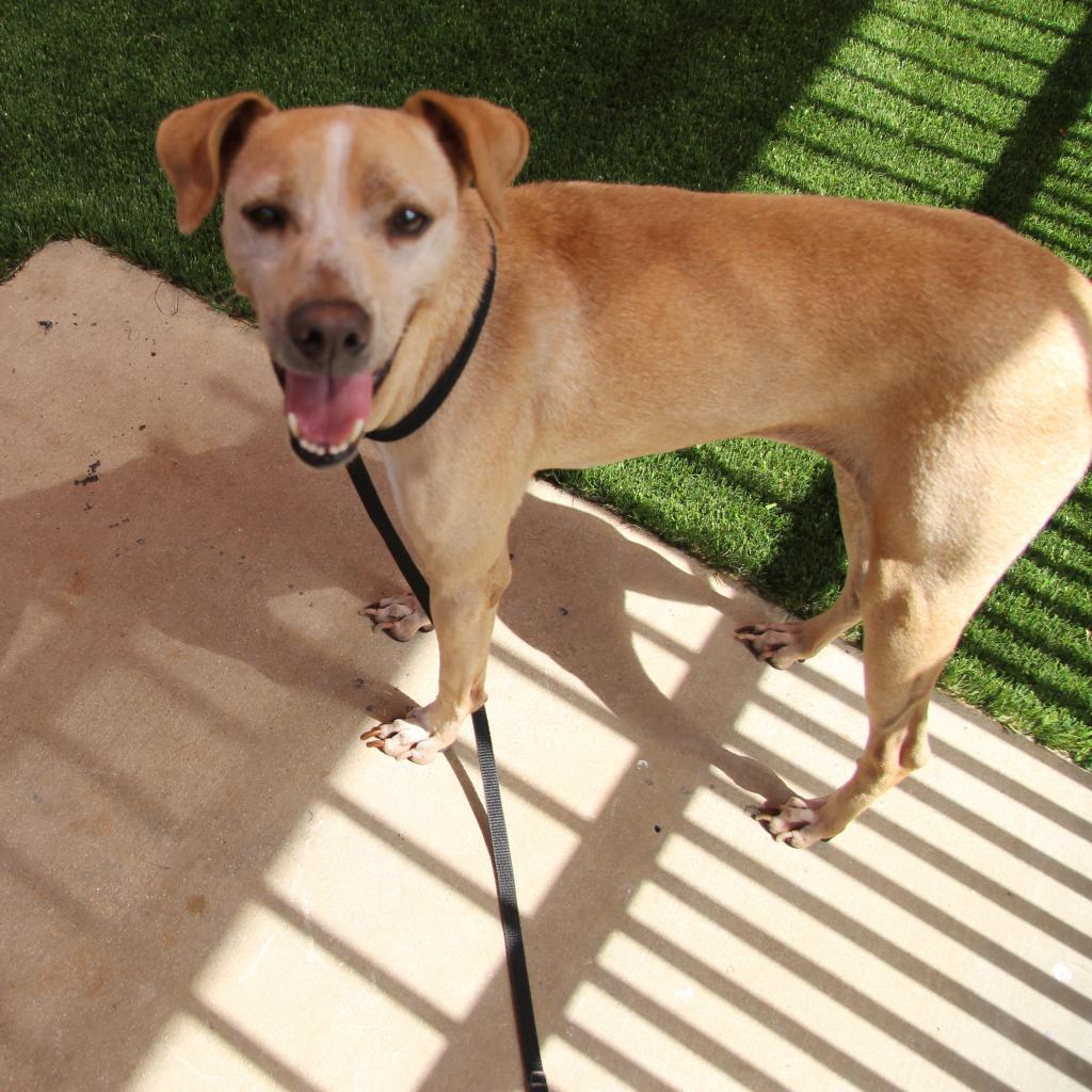 Enlarge Gus Gus, a Adoptable mixed breed in San Antonio, TX image 4/6