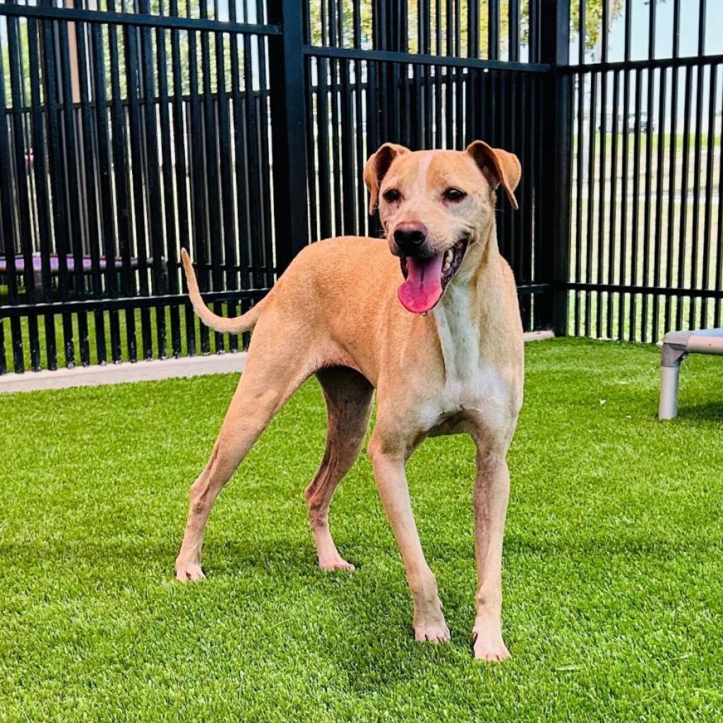 Enlarge Gus Gus, a Adoptable mixed breed in San Antonio, TX image 5/6