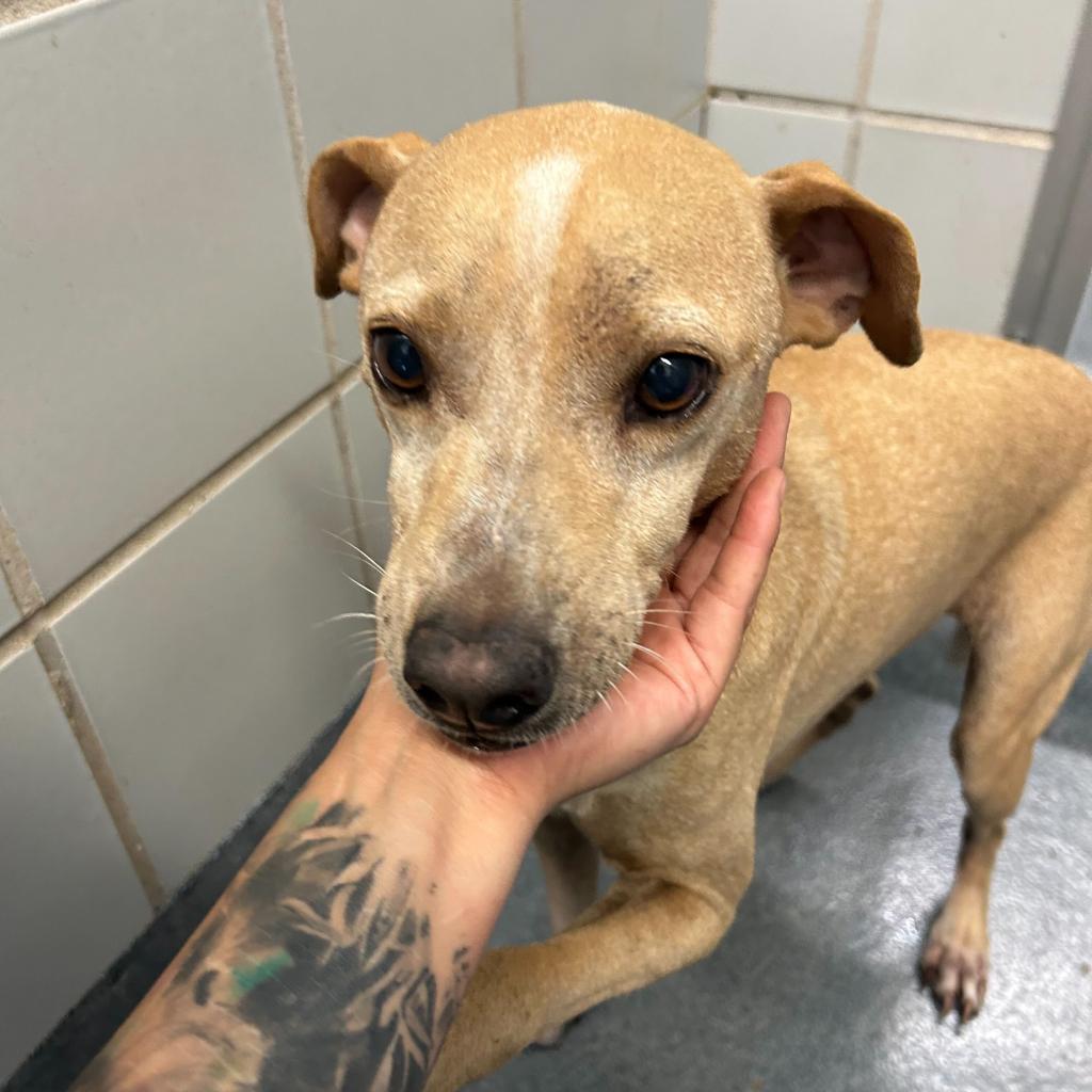 Enlarge Gus Gus, a Adoptable mixed breed in San Antonio, TX image 6/6