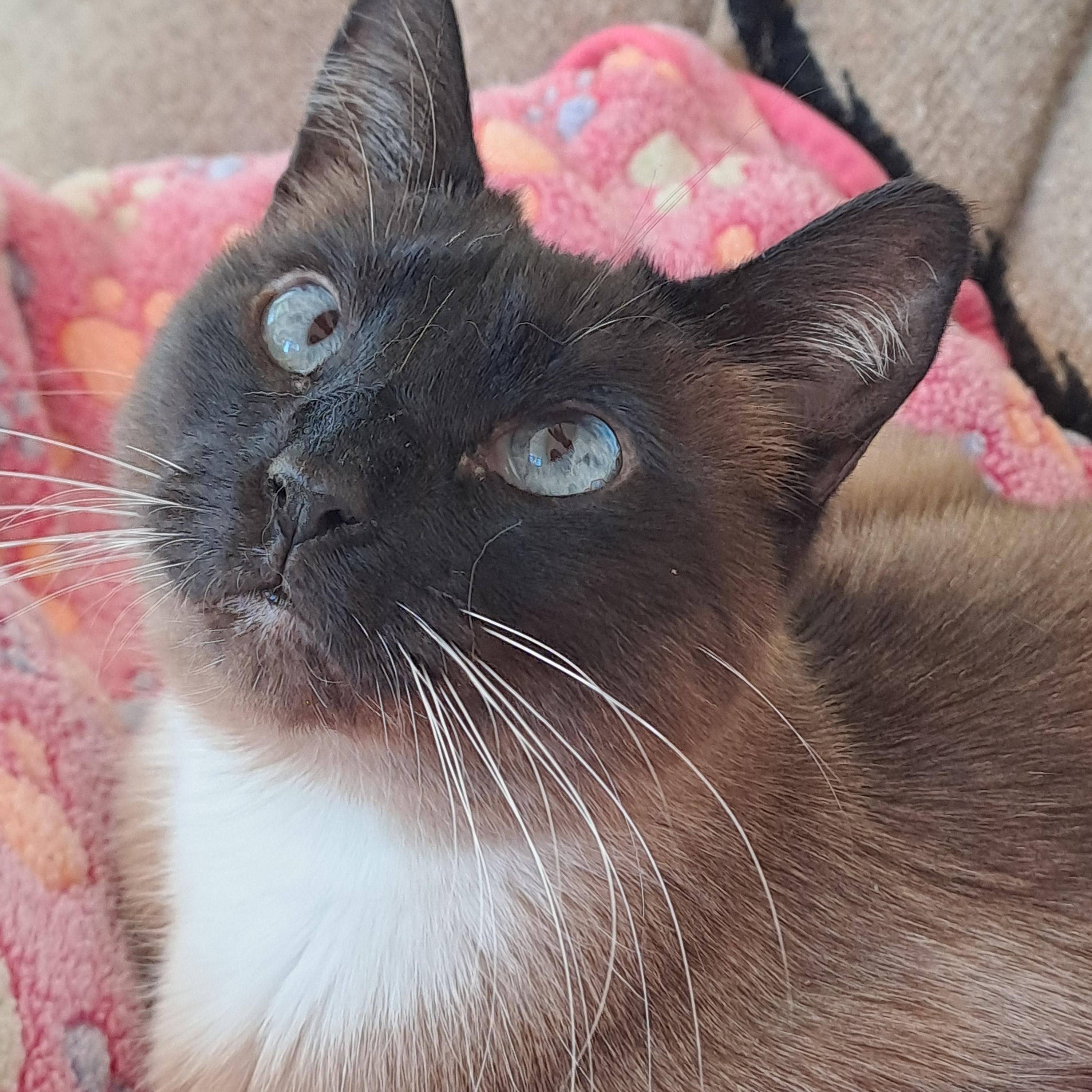 Enlarge Zoe, a ADOPTABLE Siamese in Port Wentworth, GA image 4/4