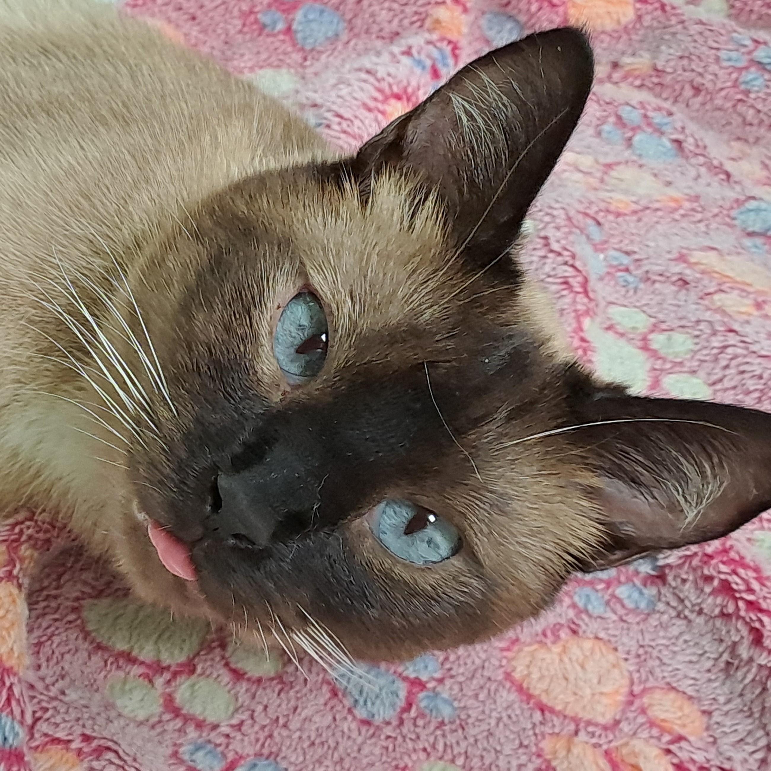 Enlarge Zoe, a ADOPTABLE Siamese in Port Wentworth, GA image 3/4