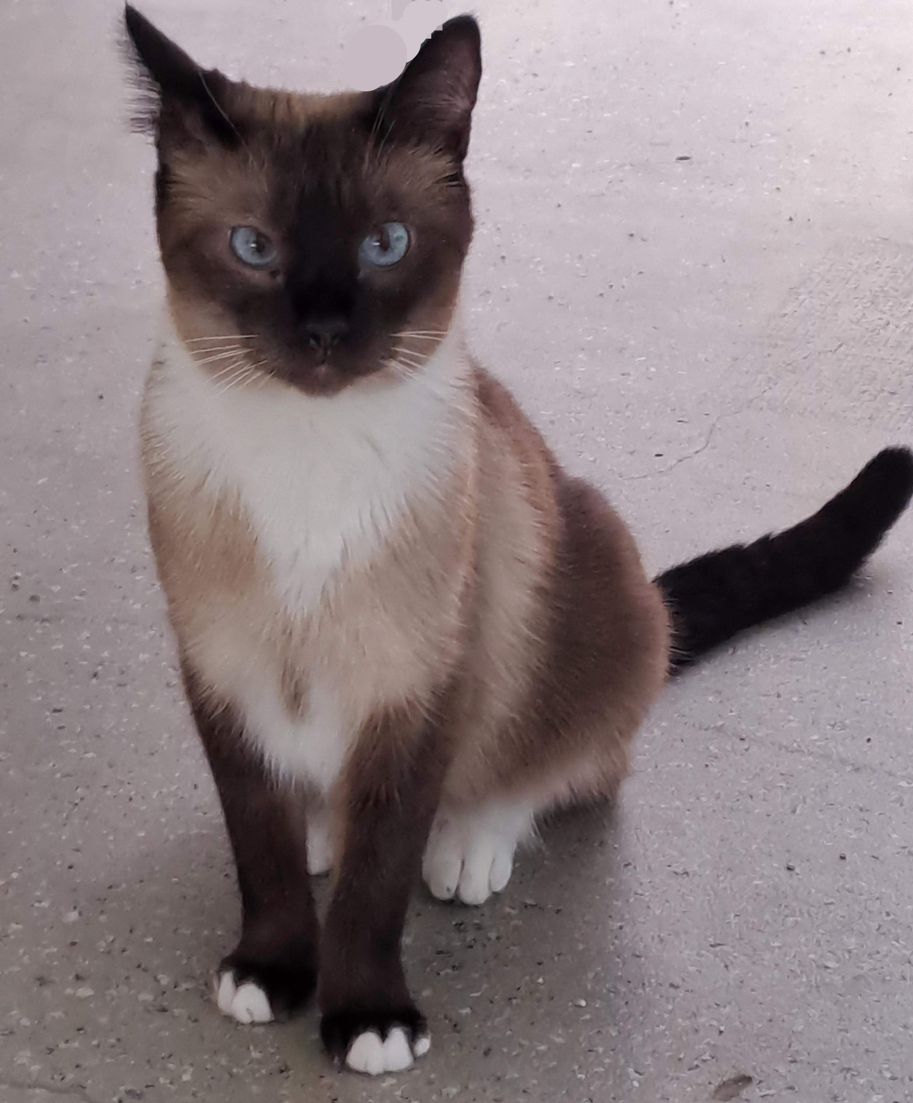 Enlarge Zoe, a ADOPTABLE Siamese in Port Wentworth, GA image 2/4