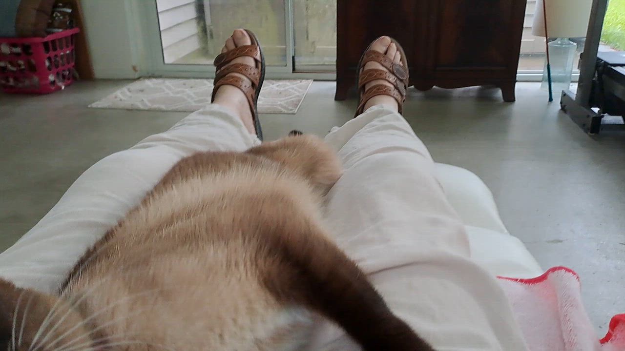 Enlarge Zoe, a ADOPTABLE Siamese in Port Wentworth, GA video 1/4