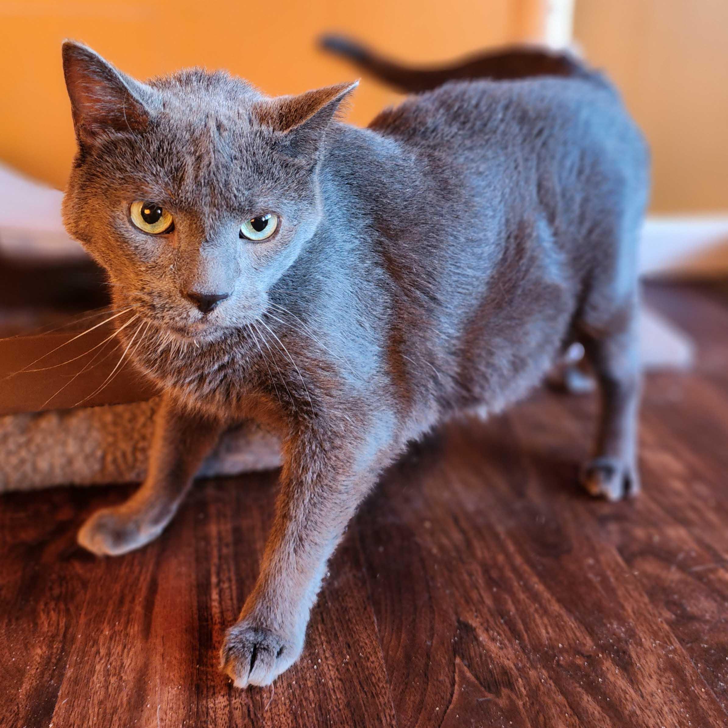 Smokey, Adoptable, Senior Male Russian Blue.