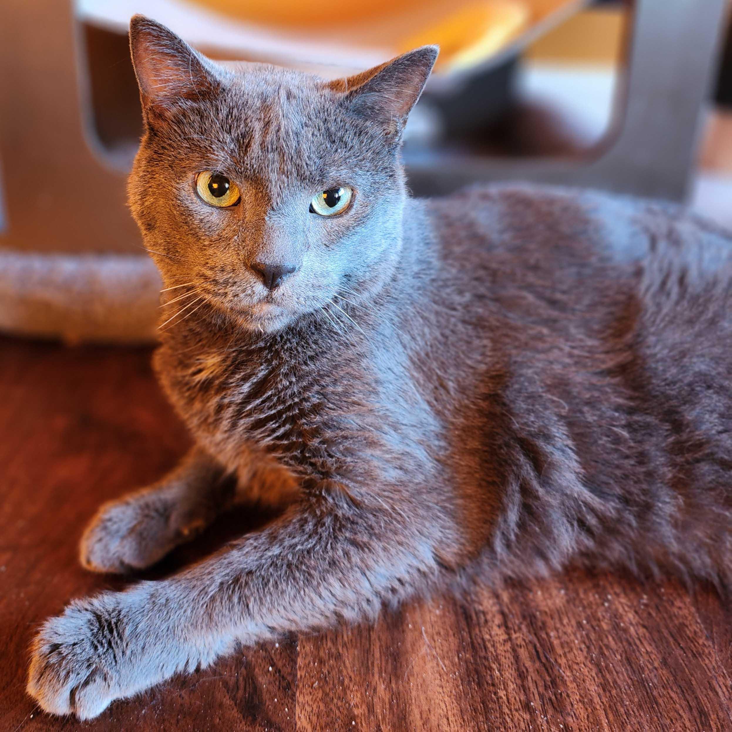 Smokey, a Adoptable Russian Blue in New York, NY image 3/6