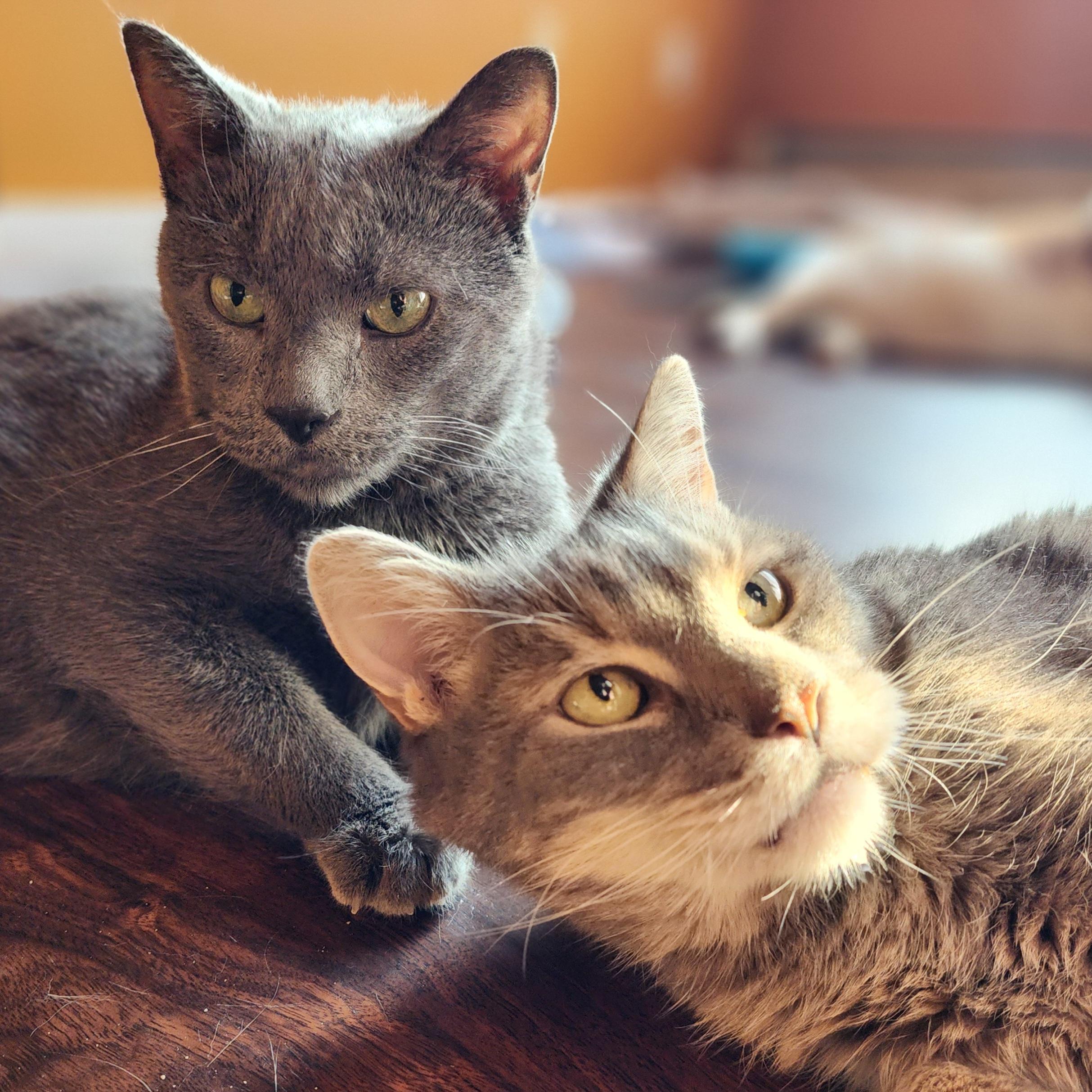 Smokey, a Adoptable Russian Blue in New York, NY image 4/6