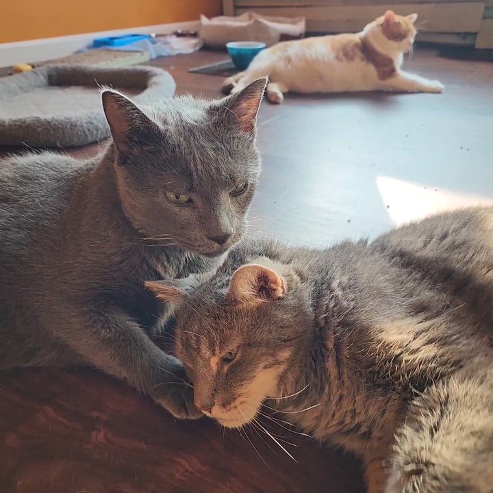 Enlarge Smokey, a Adoptable Russian Blue in New York, NY video 6/6