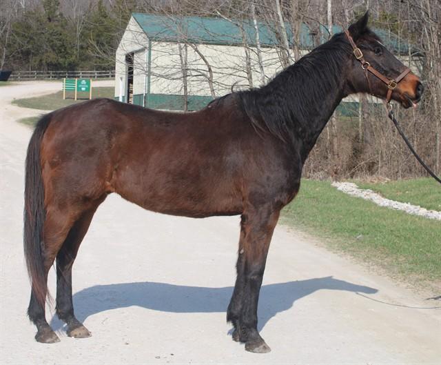 RAY, Adoptable, Senior Male Thoroughbred.