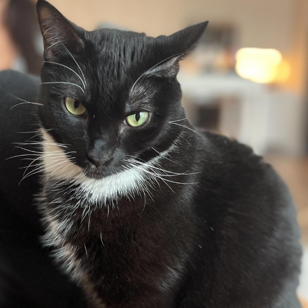 Diesel, Adoptable, Adult Male Domestic Short Hair.