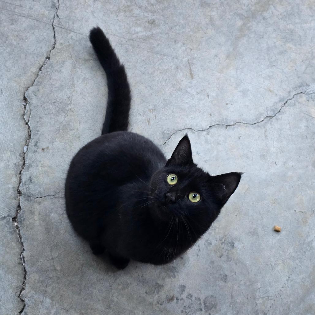 Black Jack, Adoptable, Adult Male Domestic Short Hair.